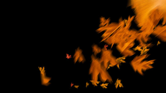 4K透明底秋天落叶树叶飘落枫叶遮挡转场高清在线视频素材下载