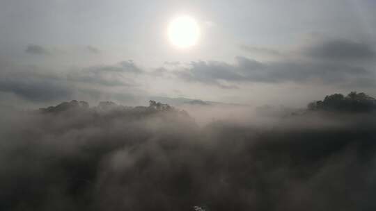 日出云雾罩下的山林