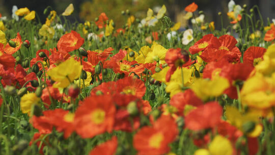 慢镜头升格拍摄城市春天公园盛开的花朵
