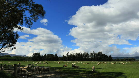 云下的新西兰绵羊