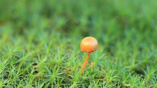 大兴安岭林区野生蘑菇