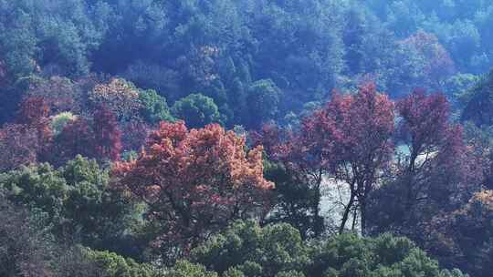 航拍秋天的山林公园树木