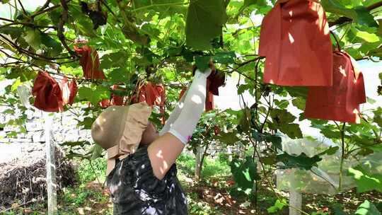 合集葡萄园新鲜葡萄水果果园果农丰收采摘