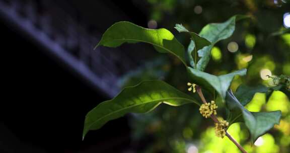 江南中式庭院八月桂花盛开