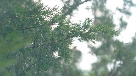 下雨清新唯美水珠绿色绿叶特写