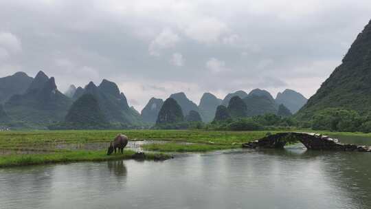 农夫与水牛在石桥上的乡村画面