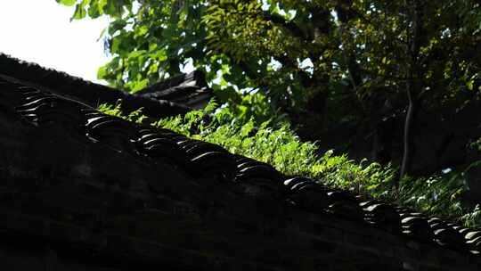 长满青草的古典黑瓦房子屋顶