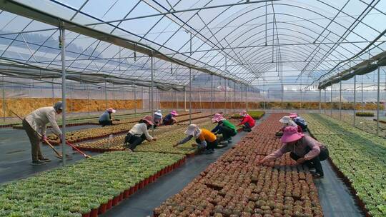 多肉种植基地航拍视频素材模板下载