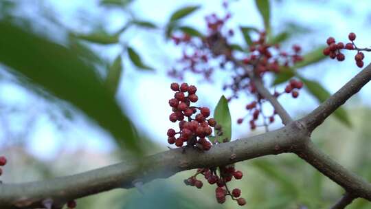 花椒 花椒收获 麻椒 三农 农业