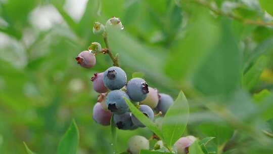 蓝莓采摘种植园