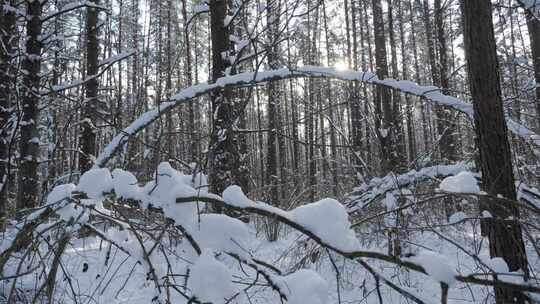 前景温和相机运动冬季森林场景中的白雪皑皑