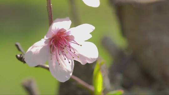 桃花特写