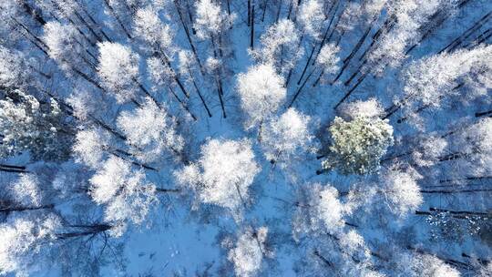 大兴安岭冬季雪域森林视频素材