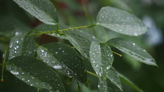 下雨中绿叶水滴水珠春雨