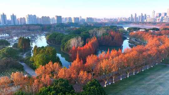 上海世纪公园秋天  秋天风景