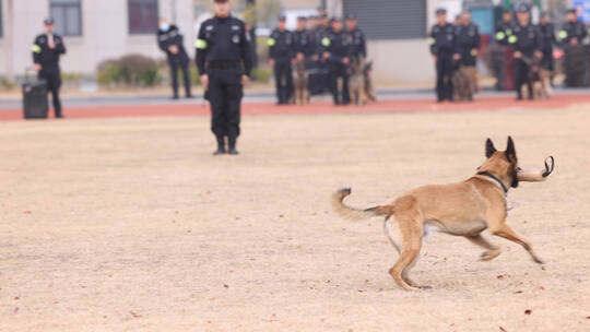 警察节警犬训练慢镜头 合集