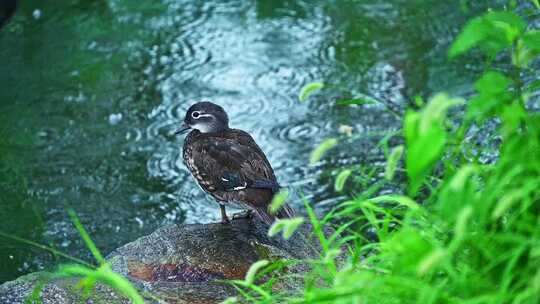 夏天雨水下雨池塘野鸭鸭子水面水花