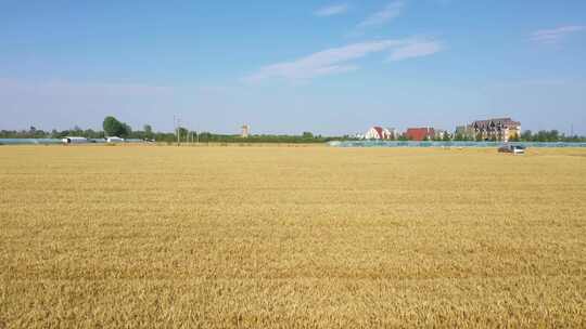 4k小麦成熟金色麦田粮食丰收