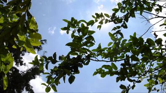 树叶缝隙中的阳光视频素材模板下载