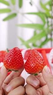 丹东草莓