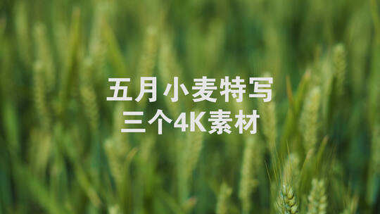 五月乡村田地里的小麦唯美特写4K素材
