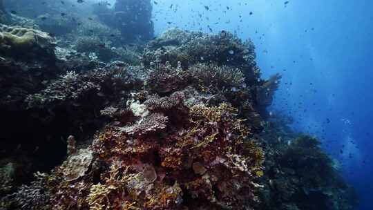 鱼群海龟魔鬼鱼珊瑚礁斐济大星盘礁海洋美景