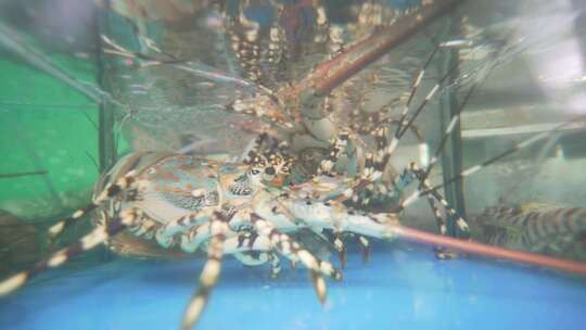 波纹龙虾视频素材模板下载