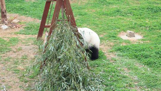 在悠闲散步的国宝大熊猫
