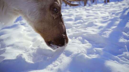 雪地上驯鹿正在吃雪