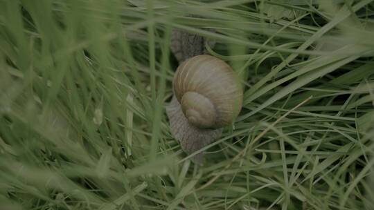 草丛蜗牛