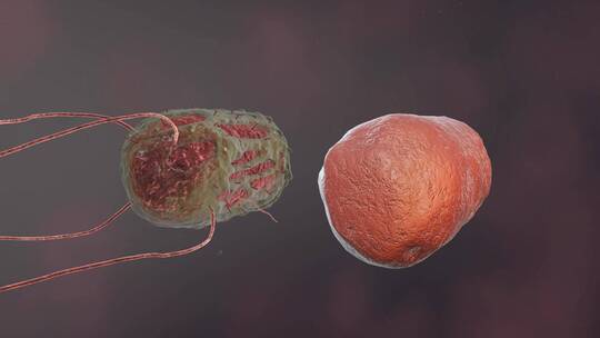 医学病原体病毒病原体病菌细菌医学三维动画