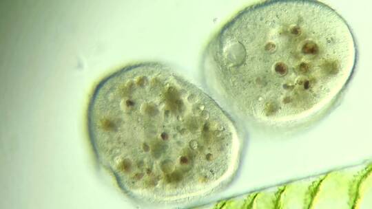 微生物原生生物光学显微镜实拍7视频素材模板下载