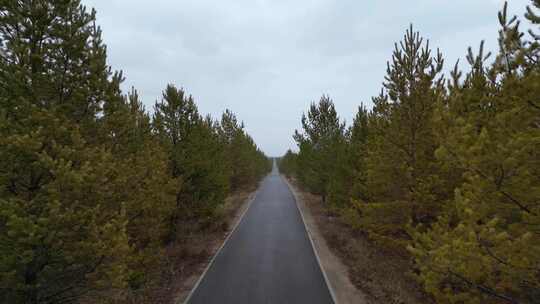 沙漠植树造林治沙植树造林   沙漠治理