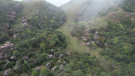 信宜八排顶高山杜鹃花航拍