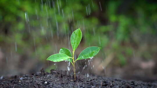 雨水浸润谷雨幼苗在阳光下成长浇灌幼苗