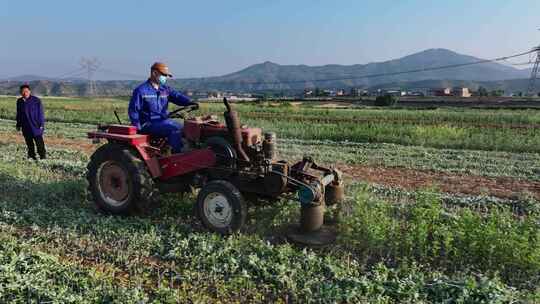 农民驾驶拖拉机收割艾草中药材种植农业