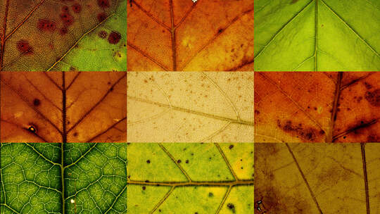 树叶微距逐渐枯萎的树叶秋天来了视频素材模板下载