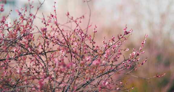 春天阳光下的花