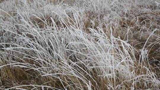 寒冷的早晨冰晶覆盖的草