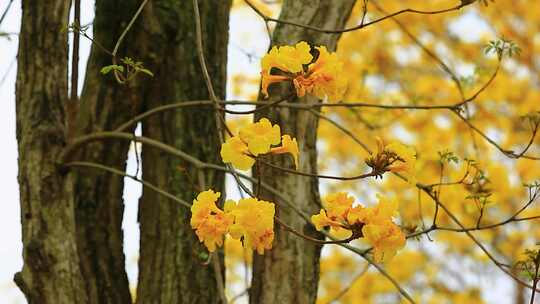微风中的黄花风铃木花朵盛开实拍