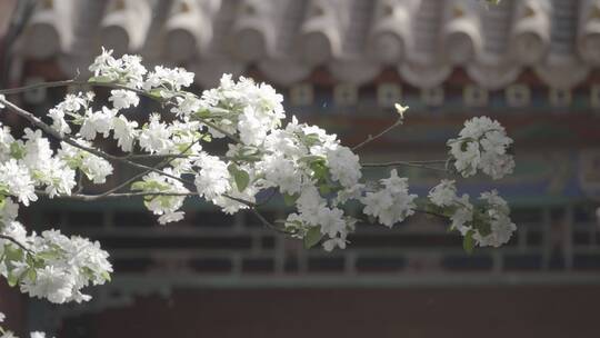 庭院梨花 故宫花开