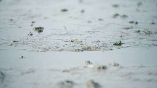 深圳湾生态鸟滩涂视频素材模板下载