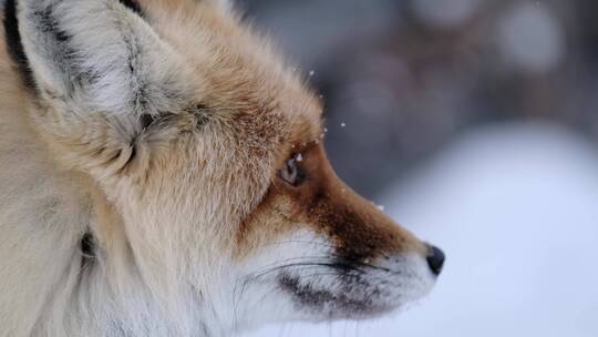 冬天雪中狐狸