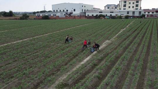 航拍种植西红柿4K实拍视频