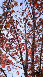 自然风景天空树秋天红叶霜降云背景立秋