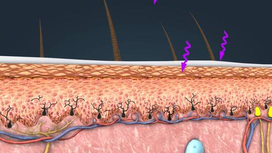 皮肤解剖紫外线黑素细胞黑色素三维动画