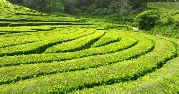 种植园，梯田，茶，绿色