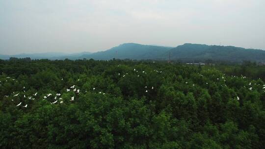 一群白鹭在林间飞翔