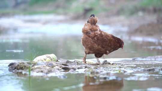 鸡在河边啄食