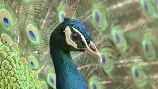 宣传片精选精美孔雀开屏、孔雀面部精美特写